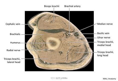 陰莖擺放位置|KMU Anatomy Video